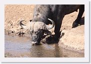 07IntoNgorongoro - 037 * Cape Buffalo.